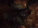 Cave_Fish