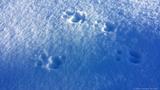 12_Wabbit_Twacks