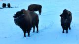 14_Bison_1