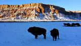 15_Bison_2